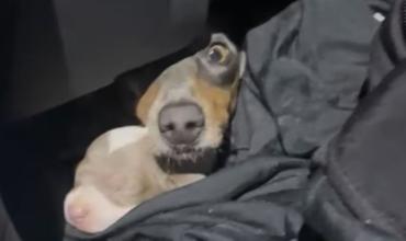 Rescataron a 13 perros salchicha escondidos en un auto que intentaba cruzar de Argentina a Uruguay