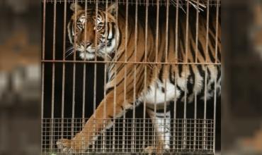 Una nueva oportunidad: 30 felinos son trasladados a santuarios