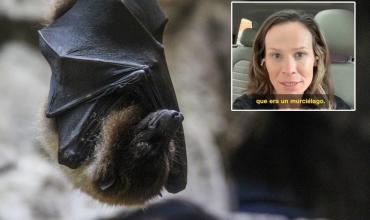Estados Unidos: una doctora se despertó con un murciélago que intentaba meterse en su boca