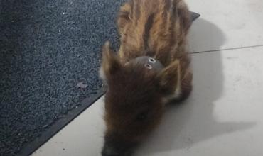 Encontraron un cerdito enjaulado detrás de las rejas de las oficinas de Internet para Todos