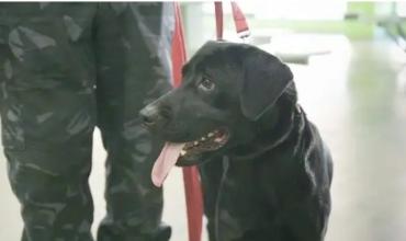 Un perro detector encontró ocho celulares ocultos en un freezer que ingresaban al penal Almafuerte