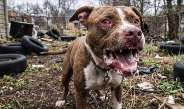 Tragedia en Moreno: un pitbull mató a un nene de 4 años y detuvieron a su madrina, que había quedado a cargo del niño