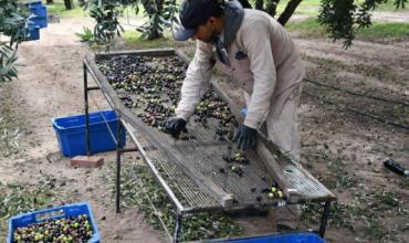 Advierten que las ventas de aceitunas cayeron hasta un 60% y pedirán declarar la emergencia olivícola en La Rioja