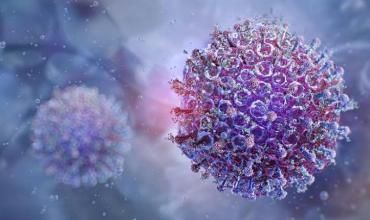 ¿Qué es el virus Shamonda?