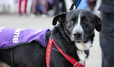 Impulsan crear un DNI para perros y gatos en CABA: cómo funcionaría