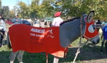 Mataron a un burro premiado en Aimogasta: hay dos detenidos y la familia exige justicia