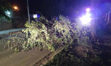 Cayó un árbol de gran porte en el barrio Ferroviario y Bomberos despejaron la calzada