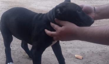 La Rioja: Le habían robado un perrito de 30 mil pesos y la policía lo recuperó