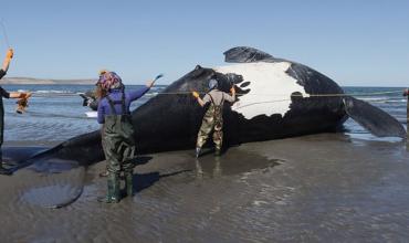 Chubut: Ya son 10 las ballenas muertas y preocupa la causa