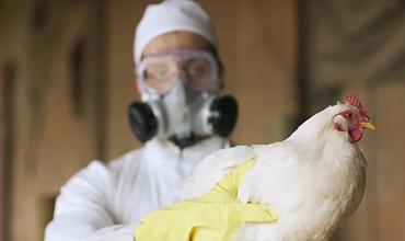 Chile confirmó el primer caso de gripe aviar en humanos