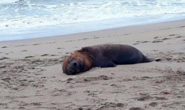 Chile confirmó la muerte de más de 70 lobos marinos y no descartan que sea por gripe aviar
