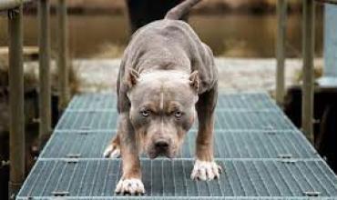 Santa Fe: Una nena de 2 años fue brutalmente atacada por el pitbull de su abuelo