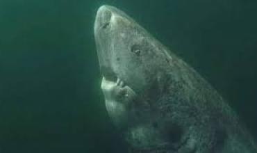 Reapareció el tiburón más viejo del planeta: podría tener más de 500 años