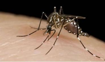 Brasil, Paraguay y Argentina son los países más afectados por los brotes de dengue en América