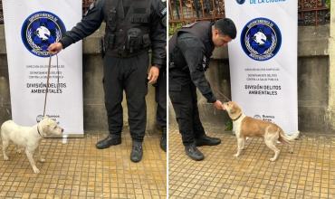 Maltrato animal en Pompeya: rescataron a seis perros dentro de una vivienda en condiciones higiénicas deplorables