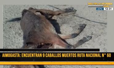 Aimogasta: propietarios de animales muertos piden conocer si envenenaron a los 9 equinos