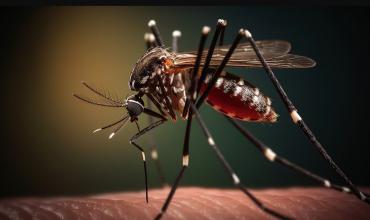 Dengue: ¿en qué horario pica más el mosquito Aedes aegypti?