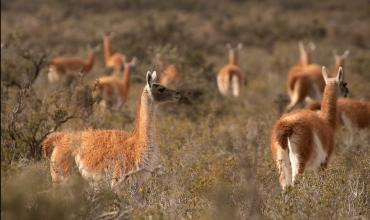 Cinco provincias advirtieron que la superpoblación de guanacos destruiría la producción ovina