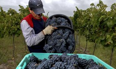 La Rioja ya es la tercera provincia vitícola del país