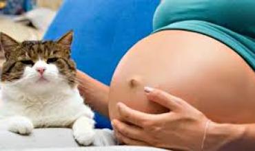 Cada vez más las mujeres prefieren tener un gato antes que un hijo