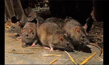 Hantavirus en Salta: un hombre fue internado tras presentar síntomas compatibles con la enfermedad