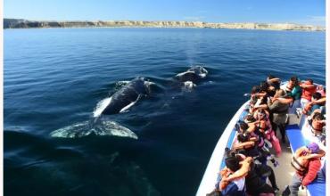 Confirman récord de ballenas en Península Valdés durante la temporada 2025