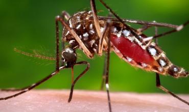 Inauguraron en Brasil una fábrica de mosquitos modificados para combatir el dengue