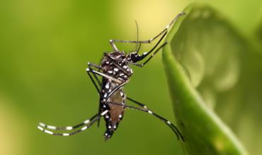 Localidades del sur de La Rioja fueron invitados a participar de una reunión interprovincial por el Gobierno de San Luis para reforzar la lucha contra el dengue