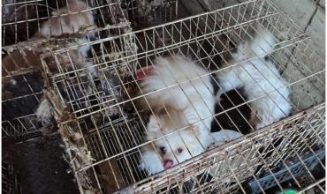 Rescatan 87 perros tras un operativo luego de una denuncia por maltrato animal